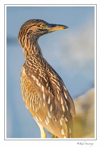 Black-crowned night heron 4.jpg